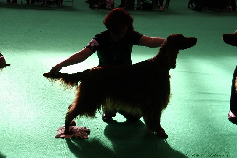 Crufts2011 797.jpg